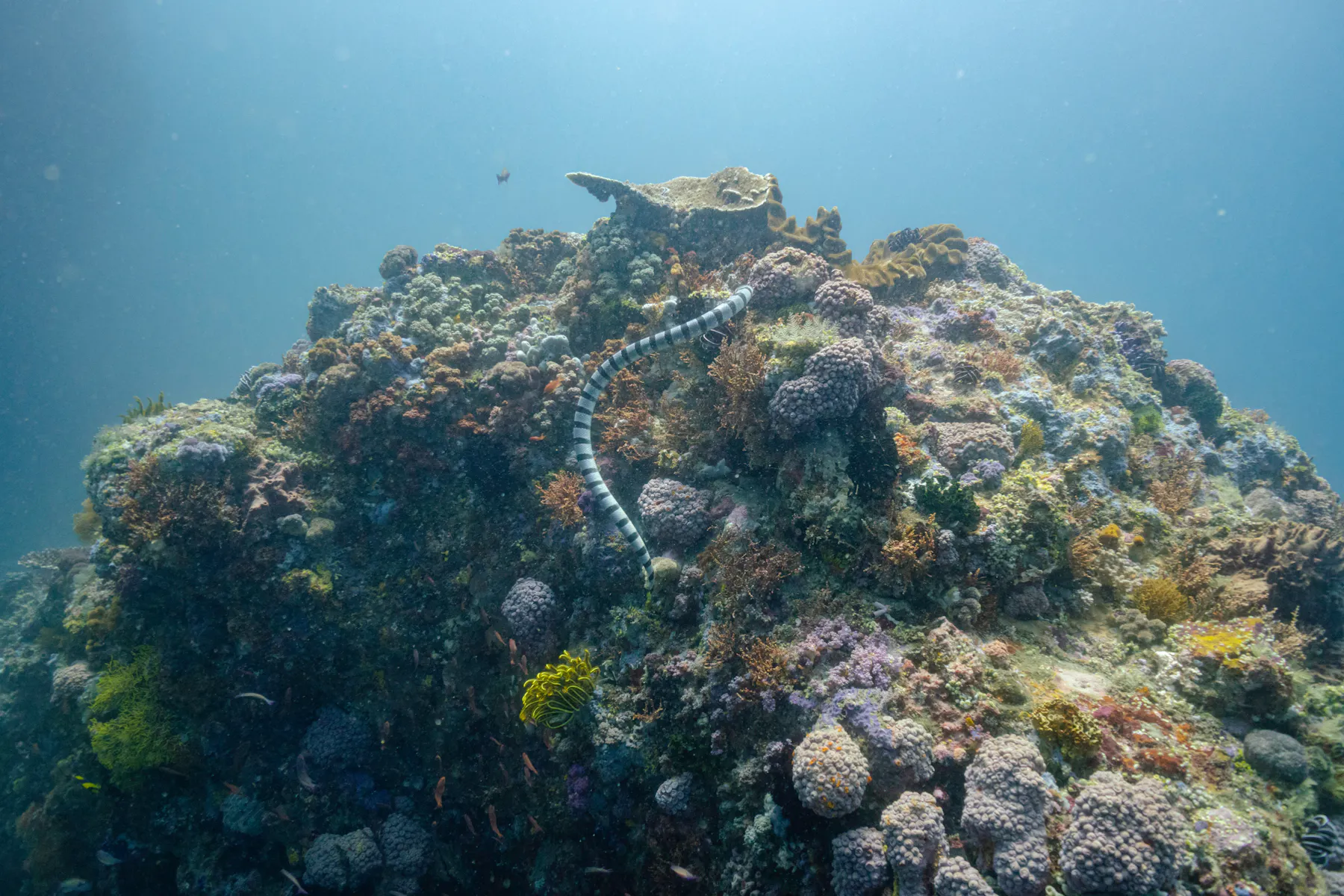 sea snake