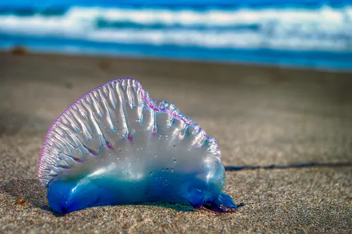 beached jellyfish
