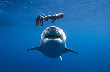 Great white shark swimming towards scuba dummy diver