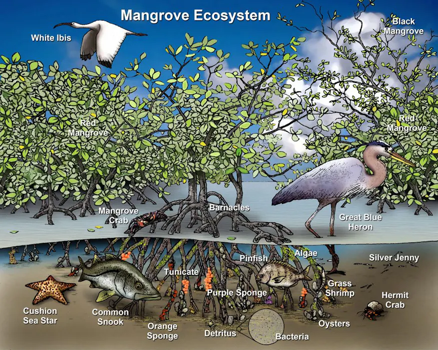 Mangrove ecosystems diagram