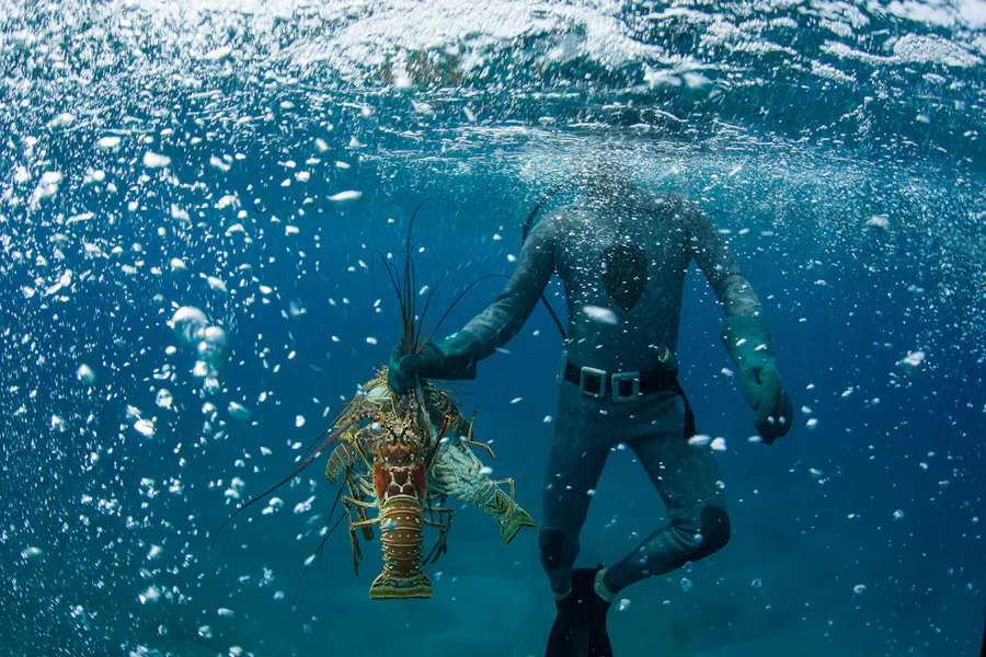 freediver with lobsters