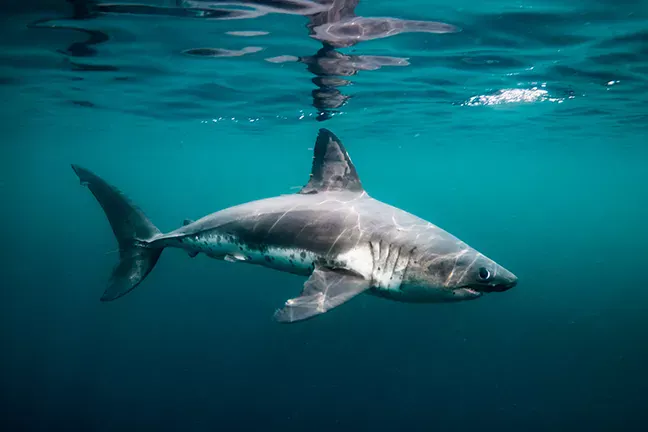 Salmon shark swimming near the ocean's surface