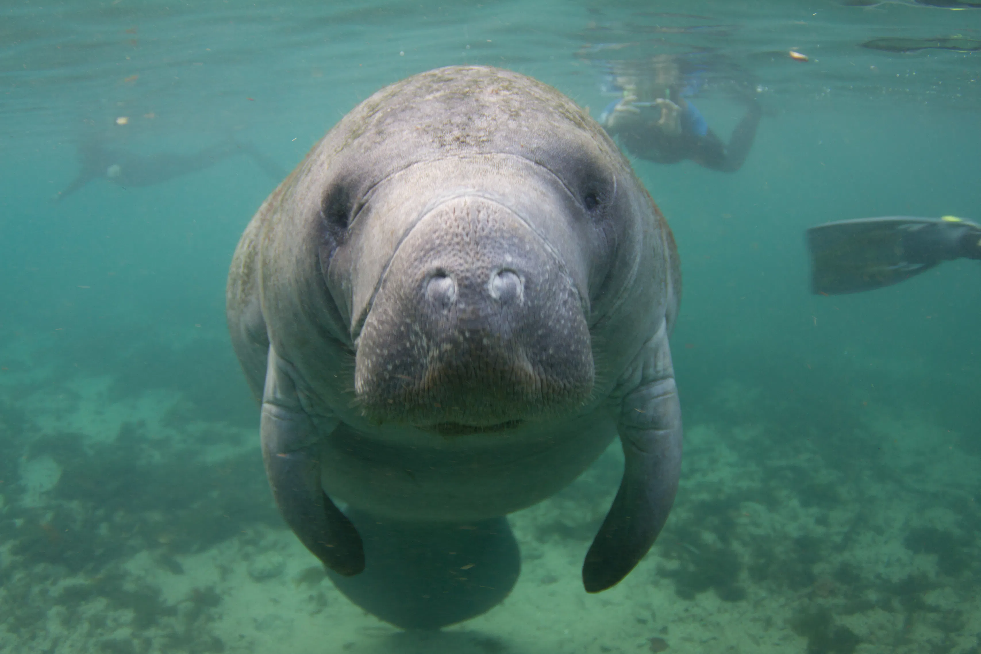 Manatee looking straight into the camera with snorkelers in the background