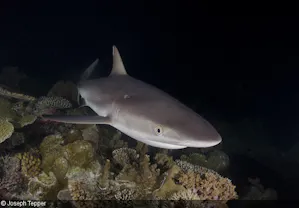 shark at night