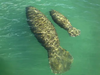 Mom manatee and calf seen from above the ocean's surface