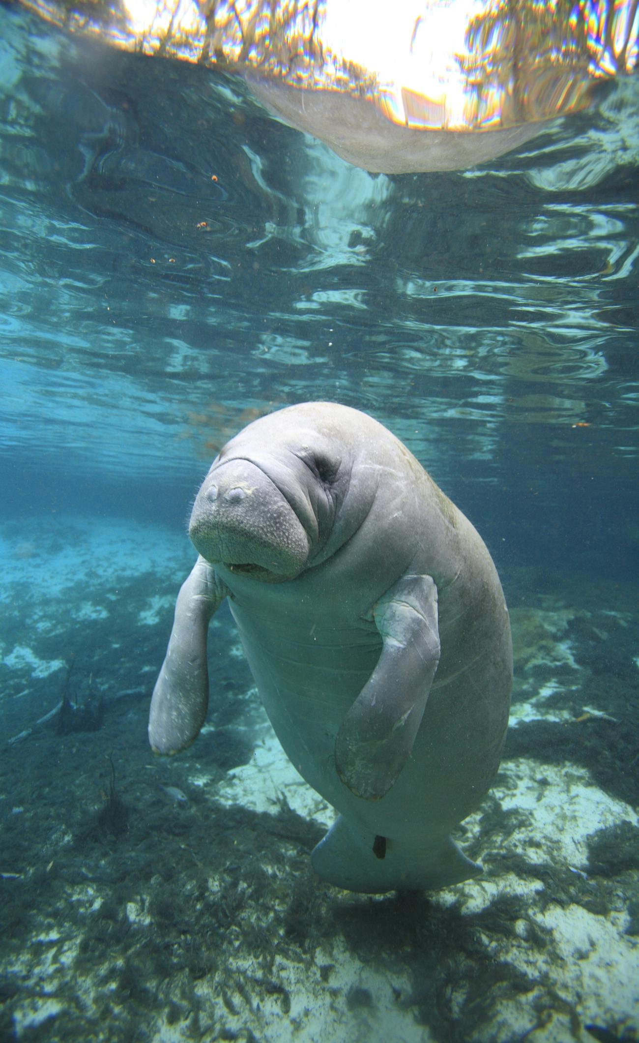 manatee underwater
