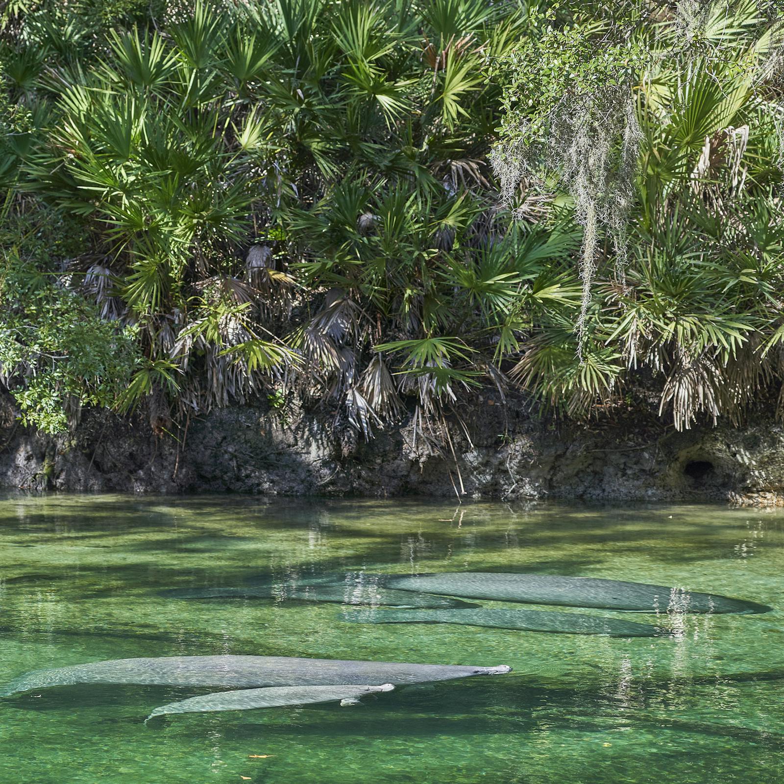 manatee filled springs
