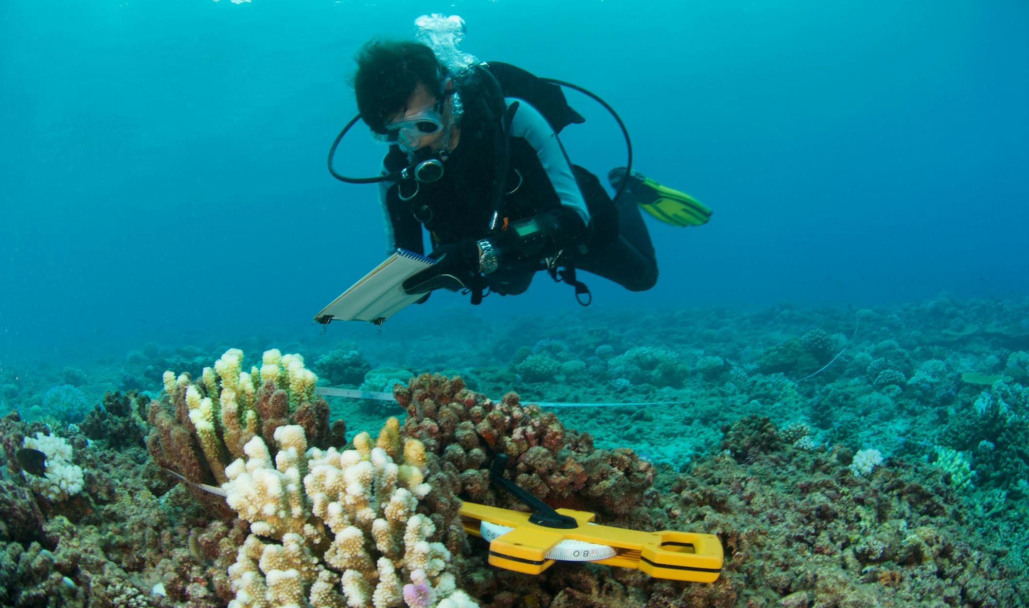 a scuba diver measuring the growth of coral
