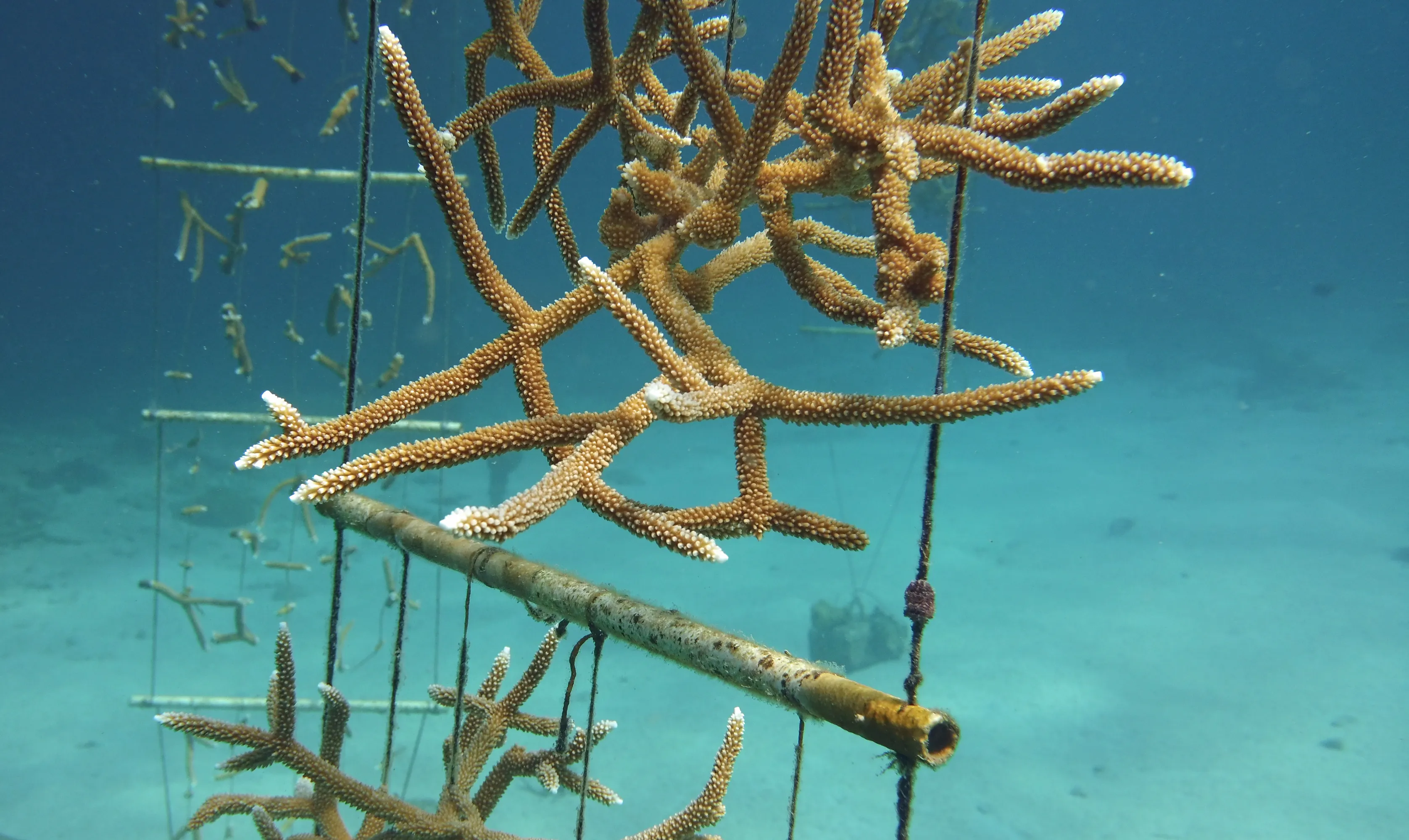 coral growing