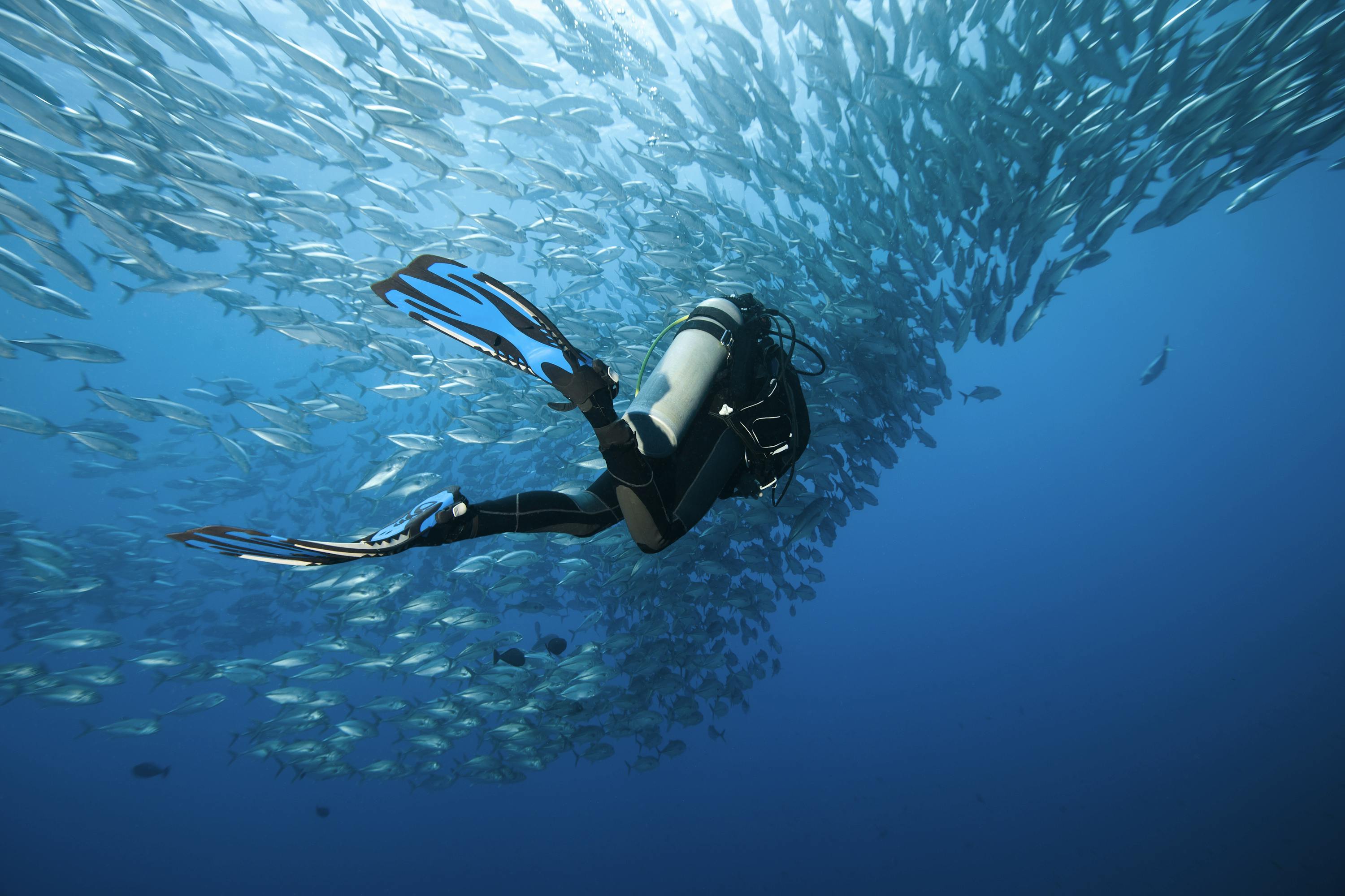 Scuba diver swimming towards a school of fish 