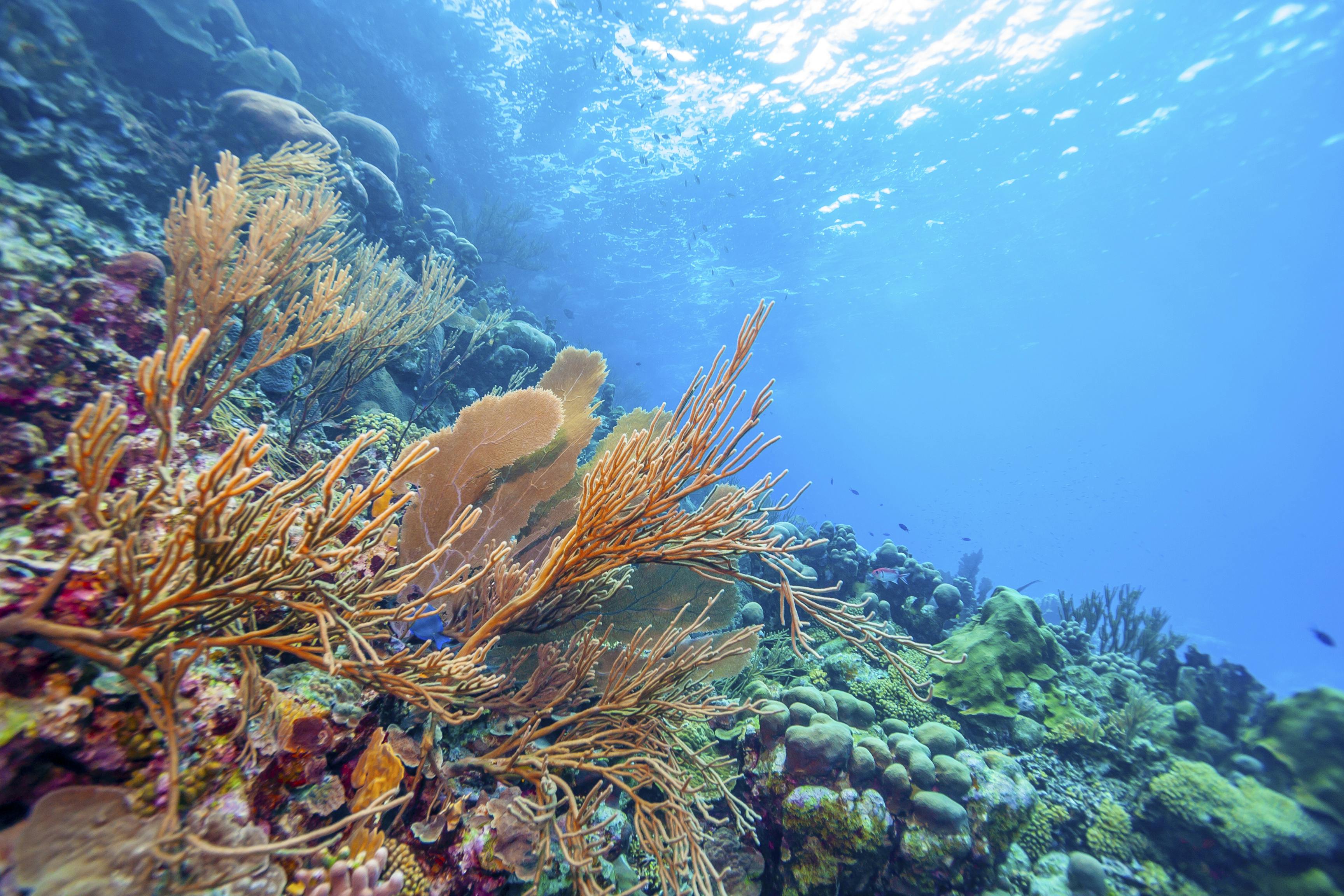 Underwater reef with coral and light filtering through the surface of the water