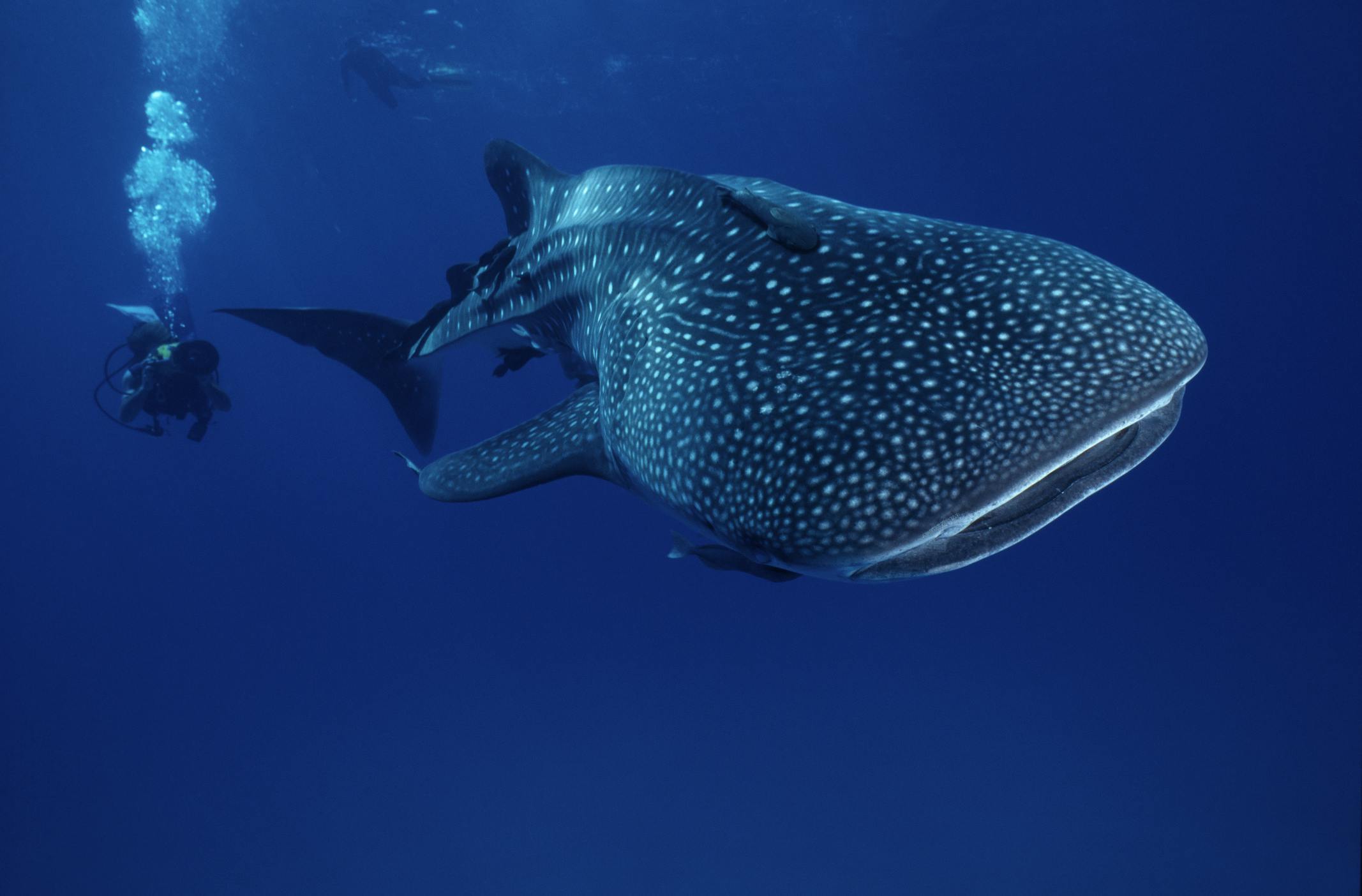 scuba diver swimming alongside a whale shark