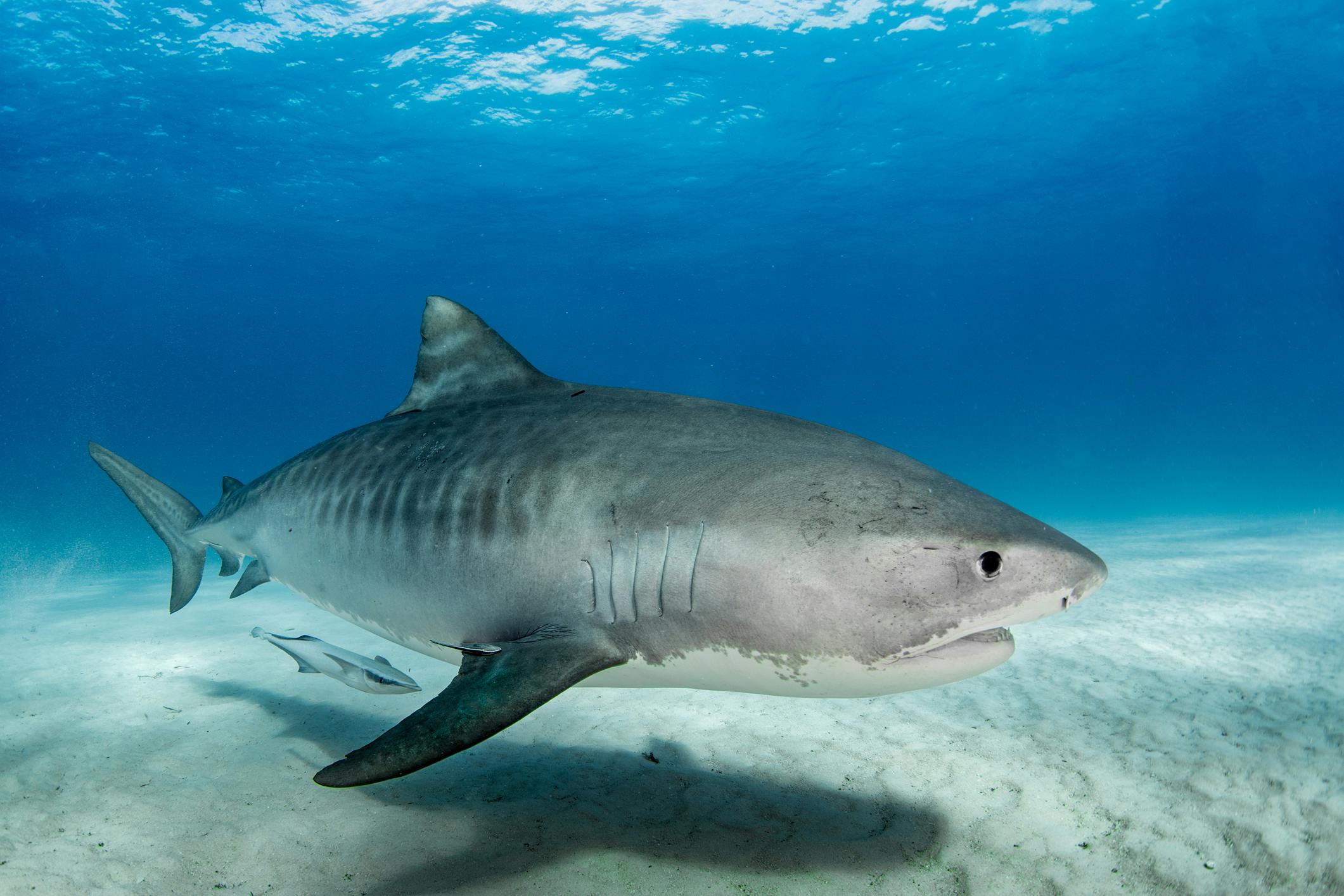 Tiger shark swimming in clear blue waters