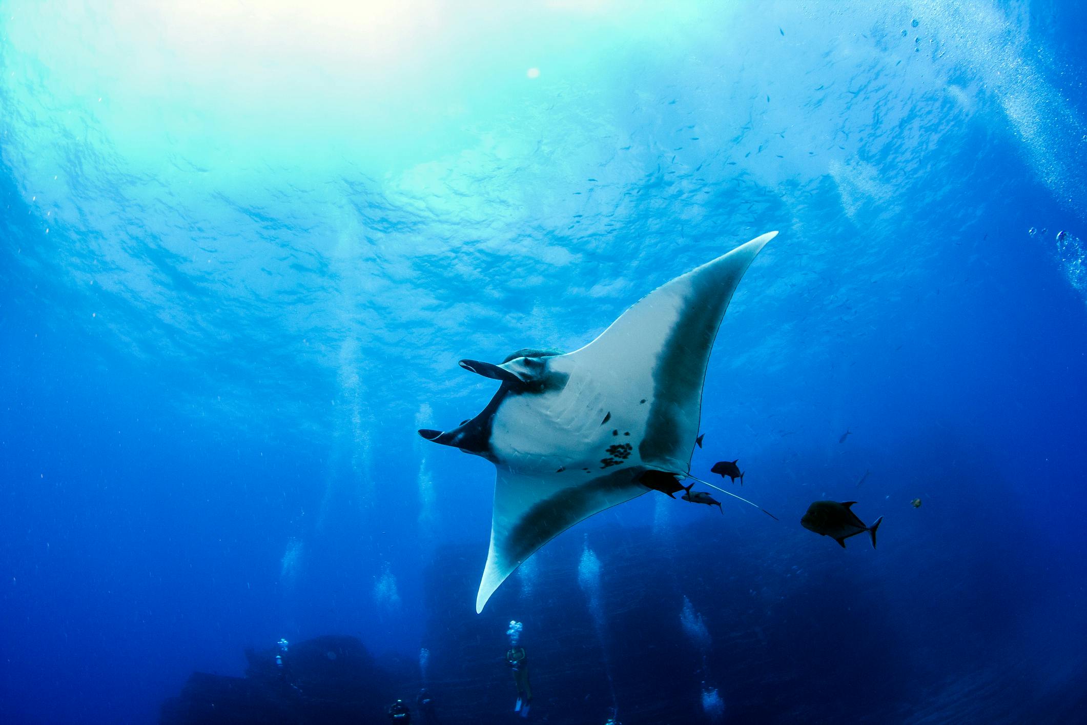 manta ray seen from below 