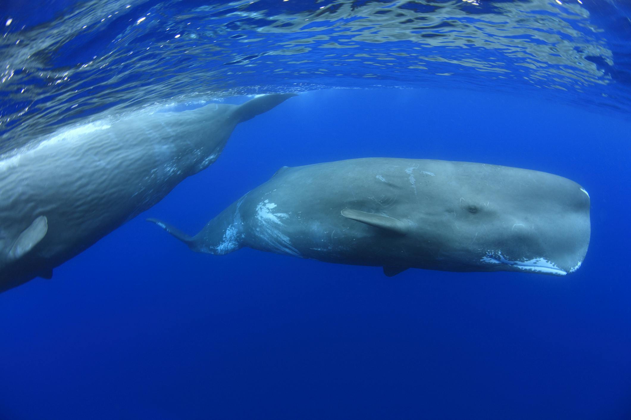 two sperm whales in the water 