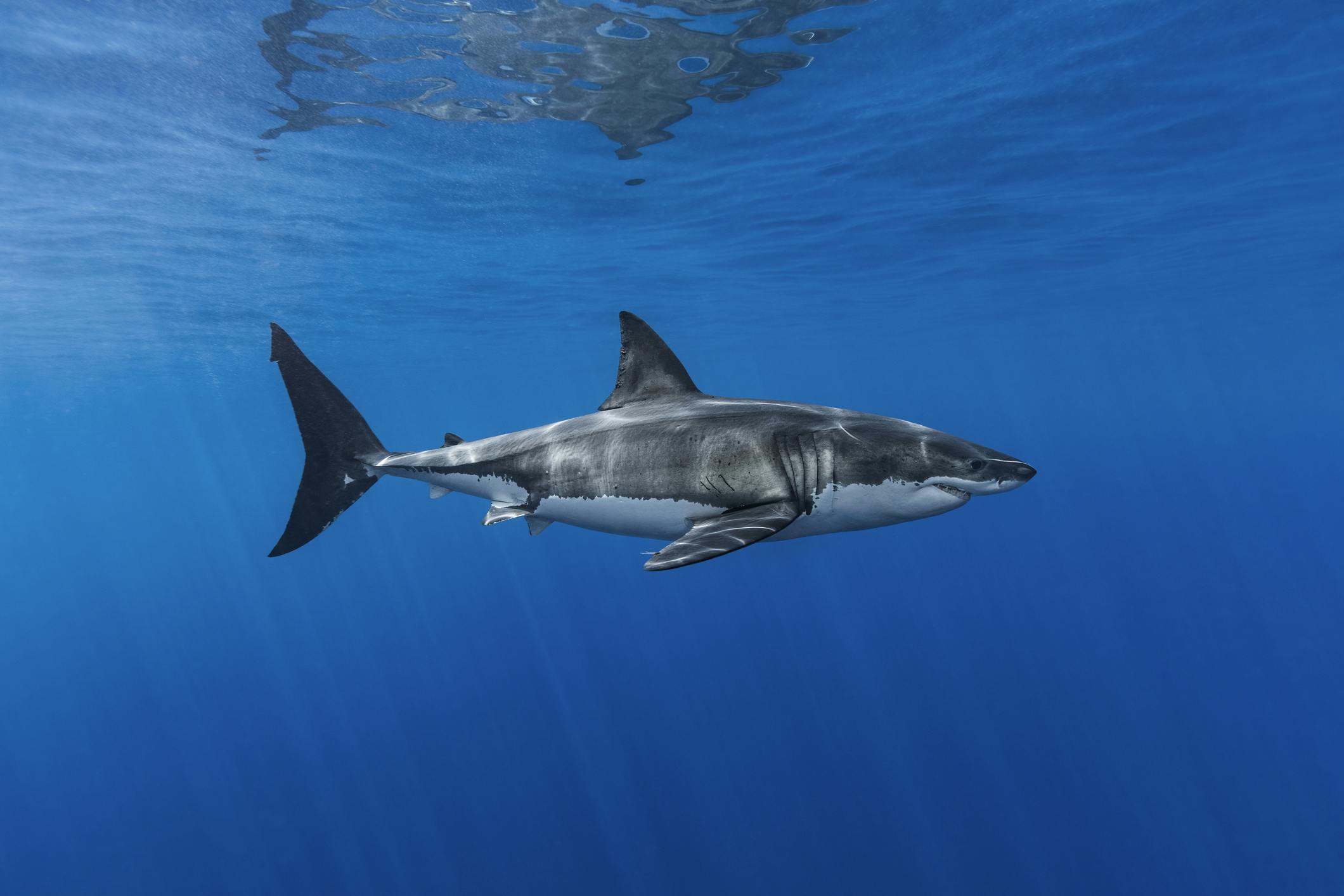 great white shark profile