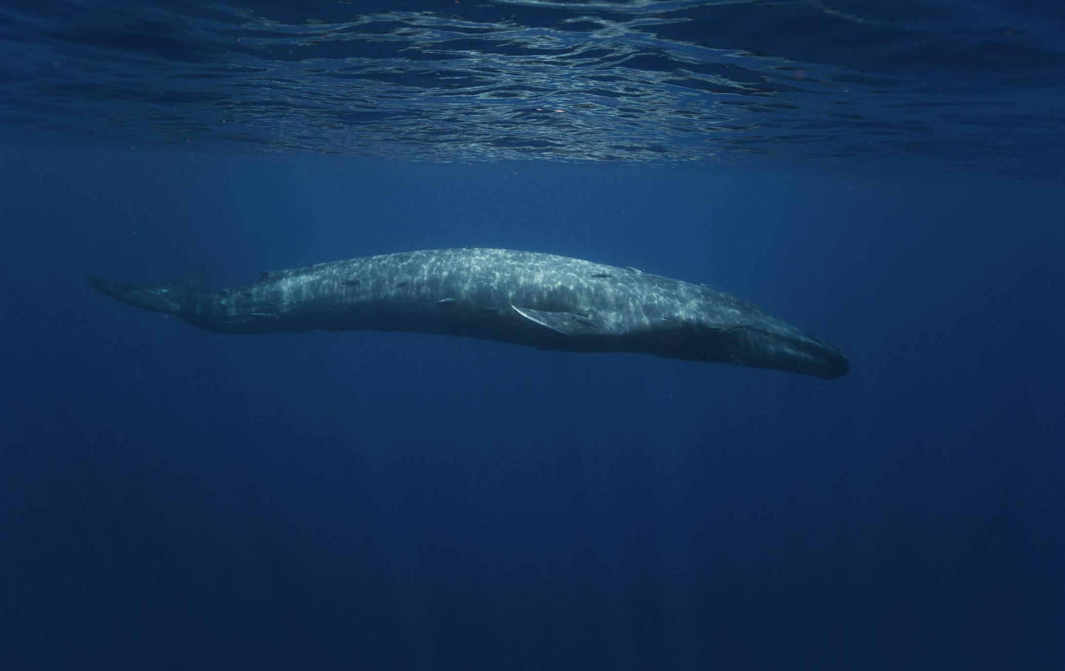 blue whale just below the surface of the ocean