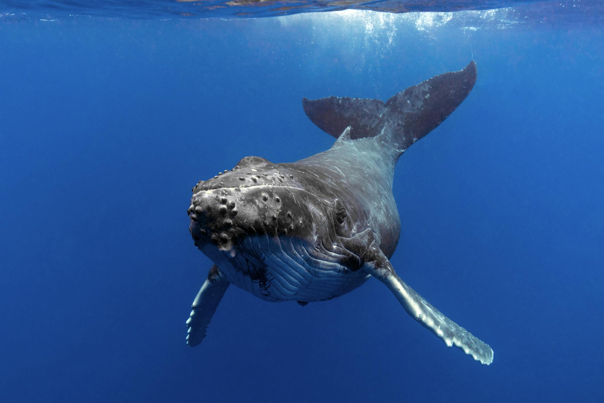 humpback whale swimming towards the viewer