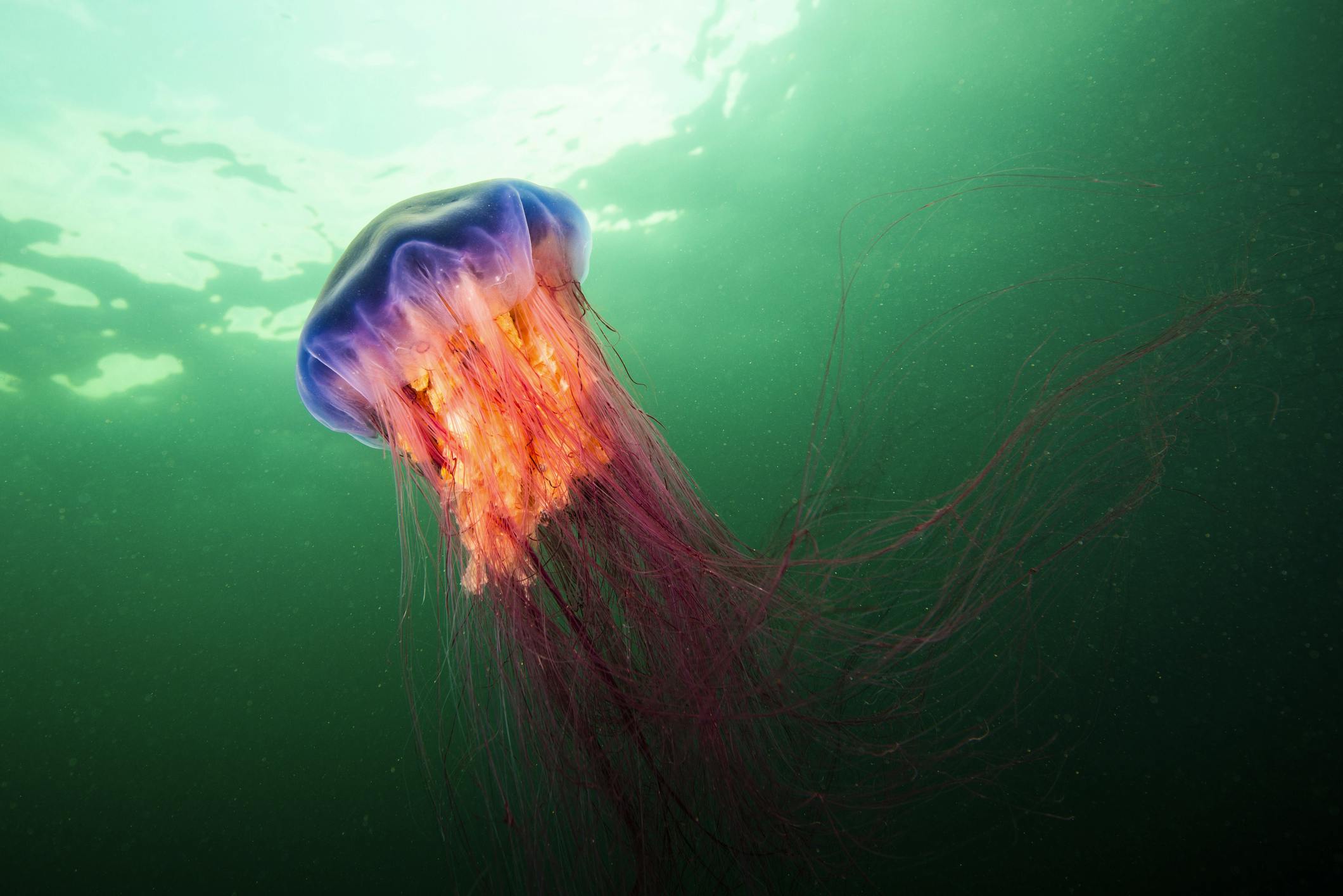 Lions mane jellyfish in the water 