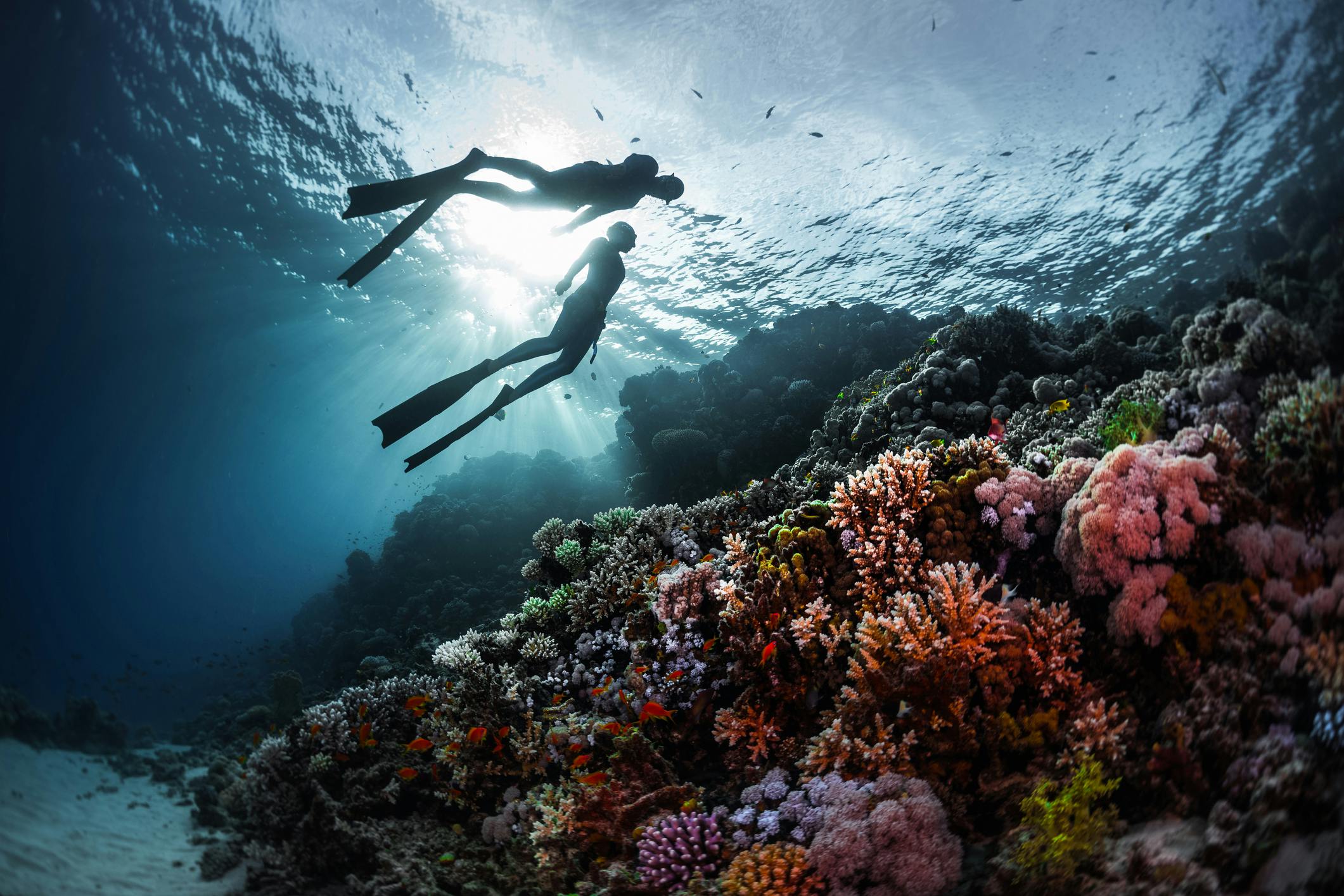 two freedivers swimming along a colorful reef