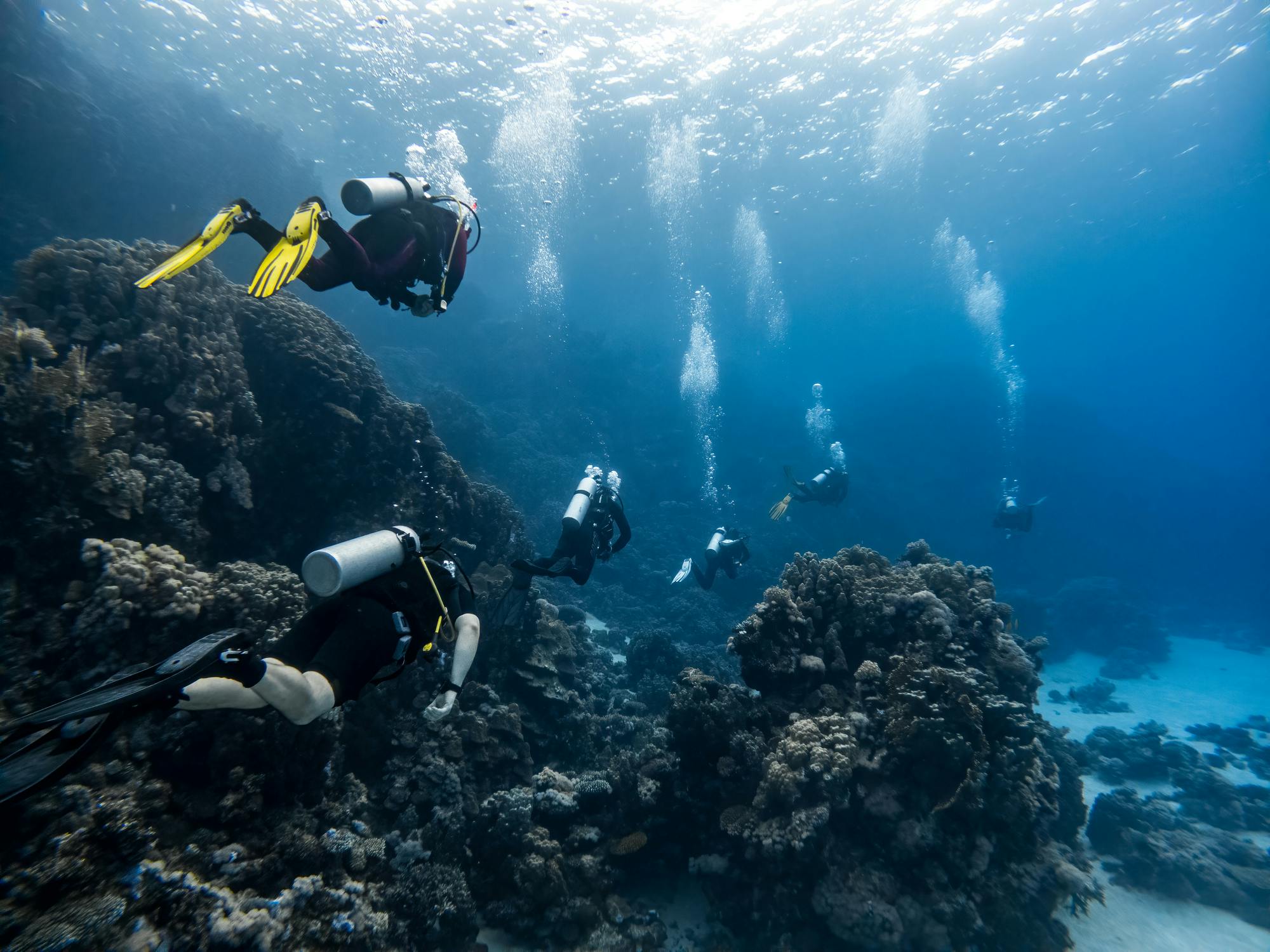 Scuba divers swimming away from camera along reef