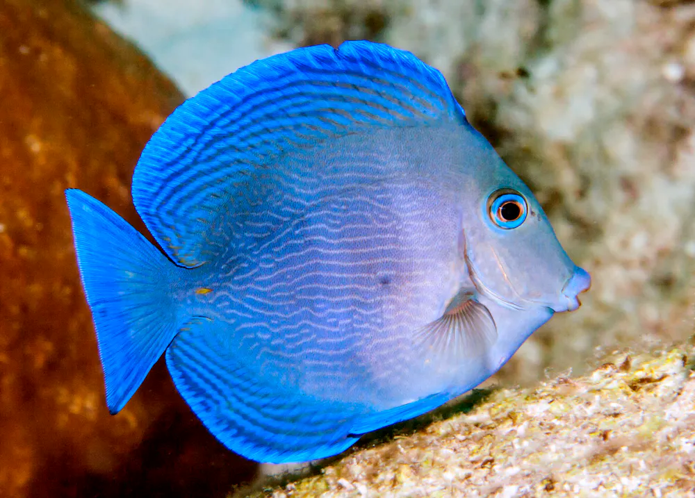 Blue tang fish