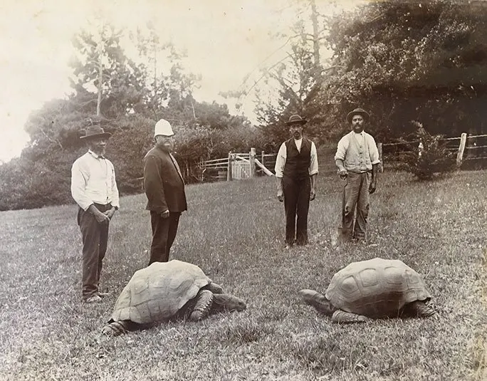 Old photo of Jonathan (left) circa 1882 and two tortoises