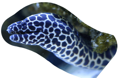 spotted eel