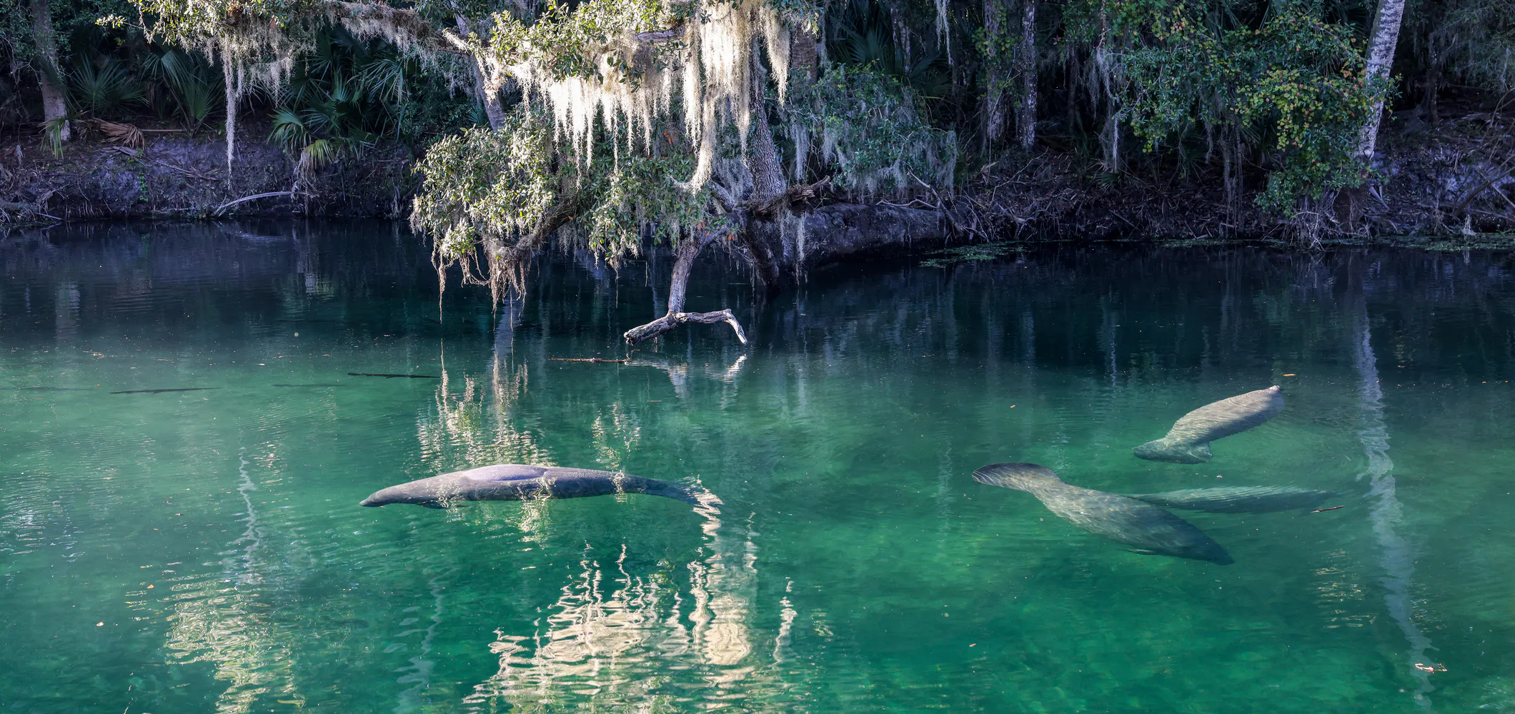 Manatees in blue springs