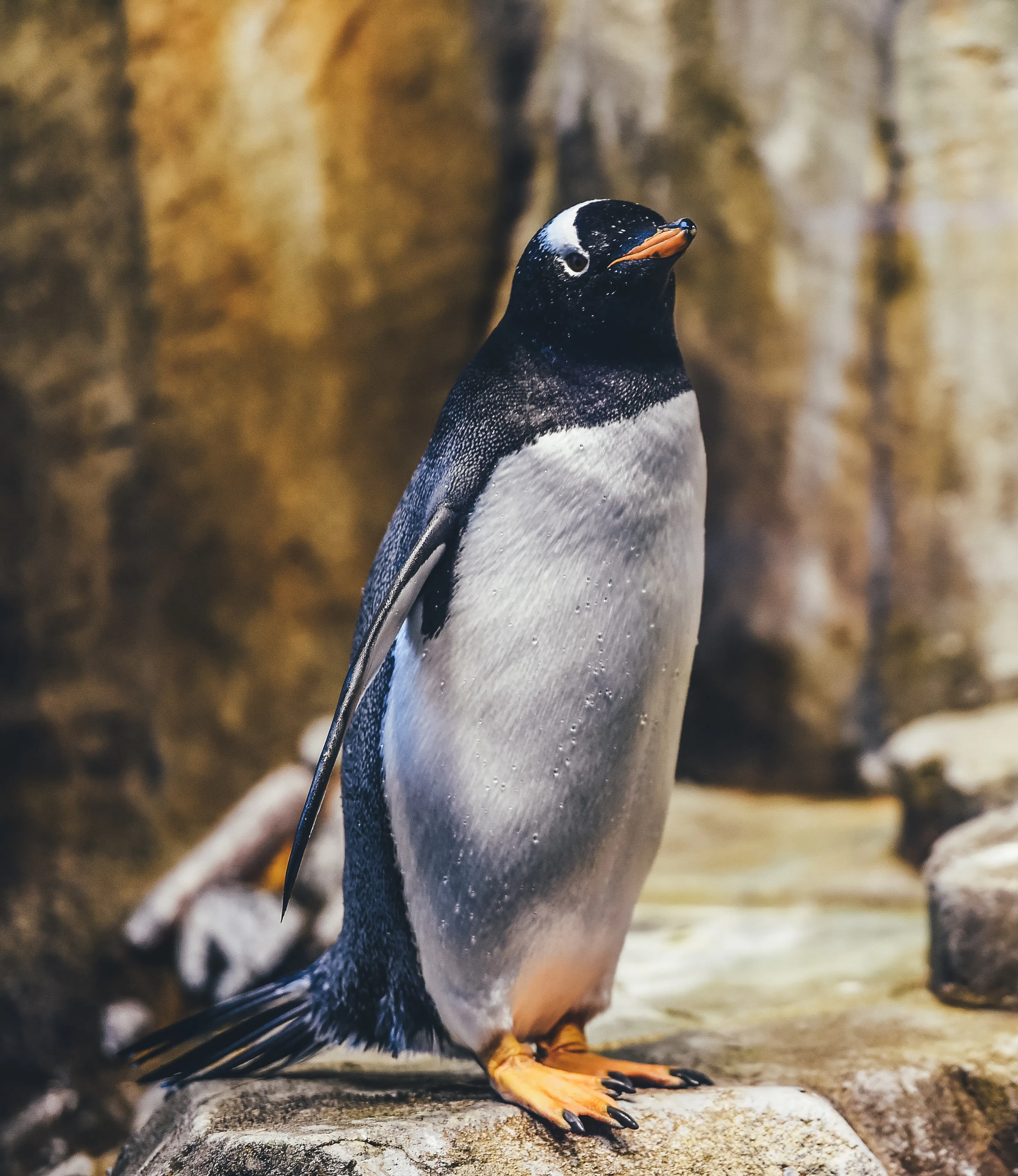 penguin