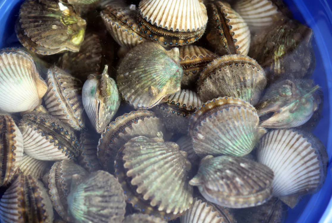 lots of scallops in a blue bucket
