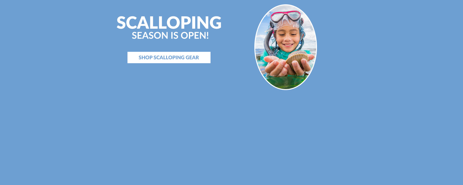 "Scalloping Season is open" web banner. Image: a young girl in water holding scallops in her hands