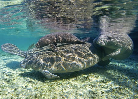 Mom manatee and two calf clinging to momma manatee in shallow, clear waters.