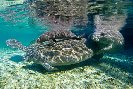 Mom manatee and two calf clinging to momma manatee in shallow, clear waters.