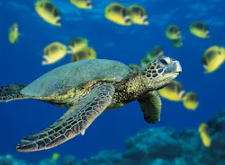Kemp’s Ridley sea turtle swimming in the ocean