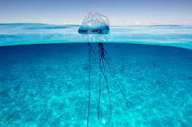 Portuguese Man O’ War