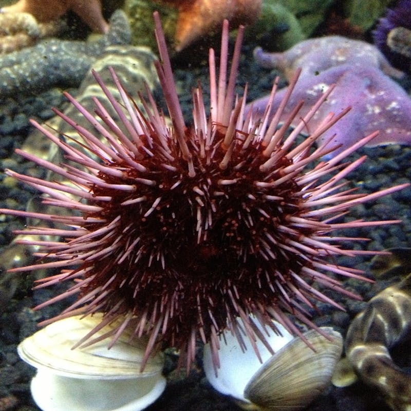sea urchin on some shells underwater.