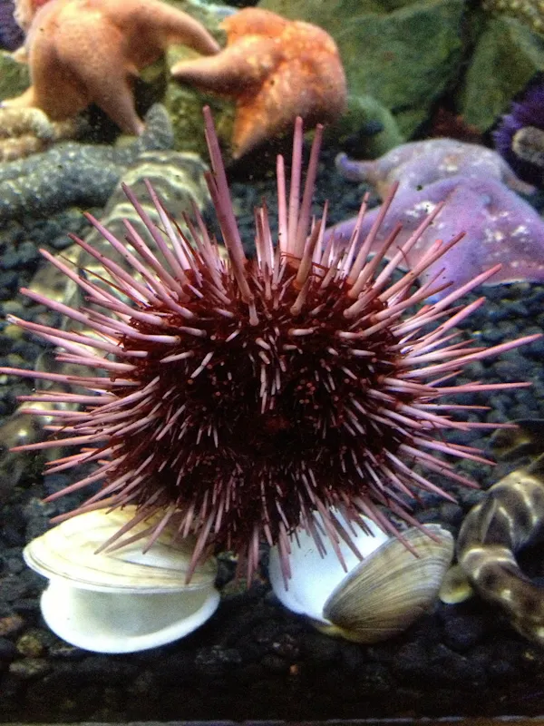 sea urchin on some shells underwater.
