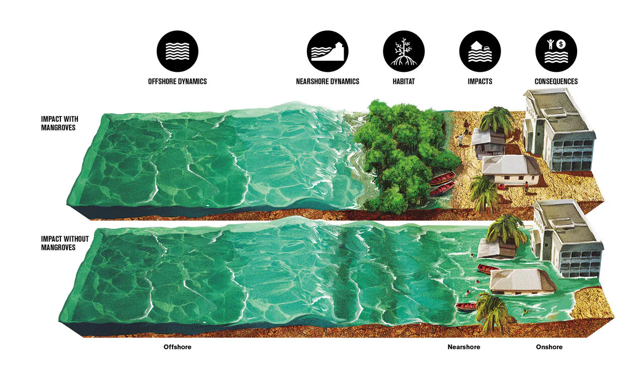 Mangrove erosion protection diagram