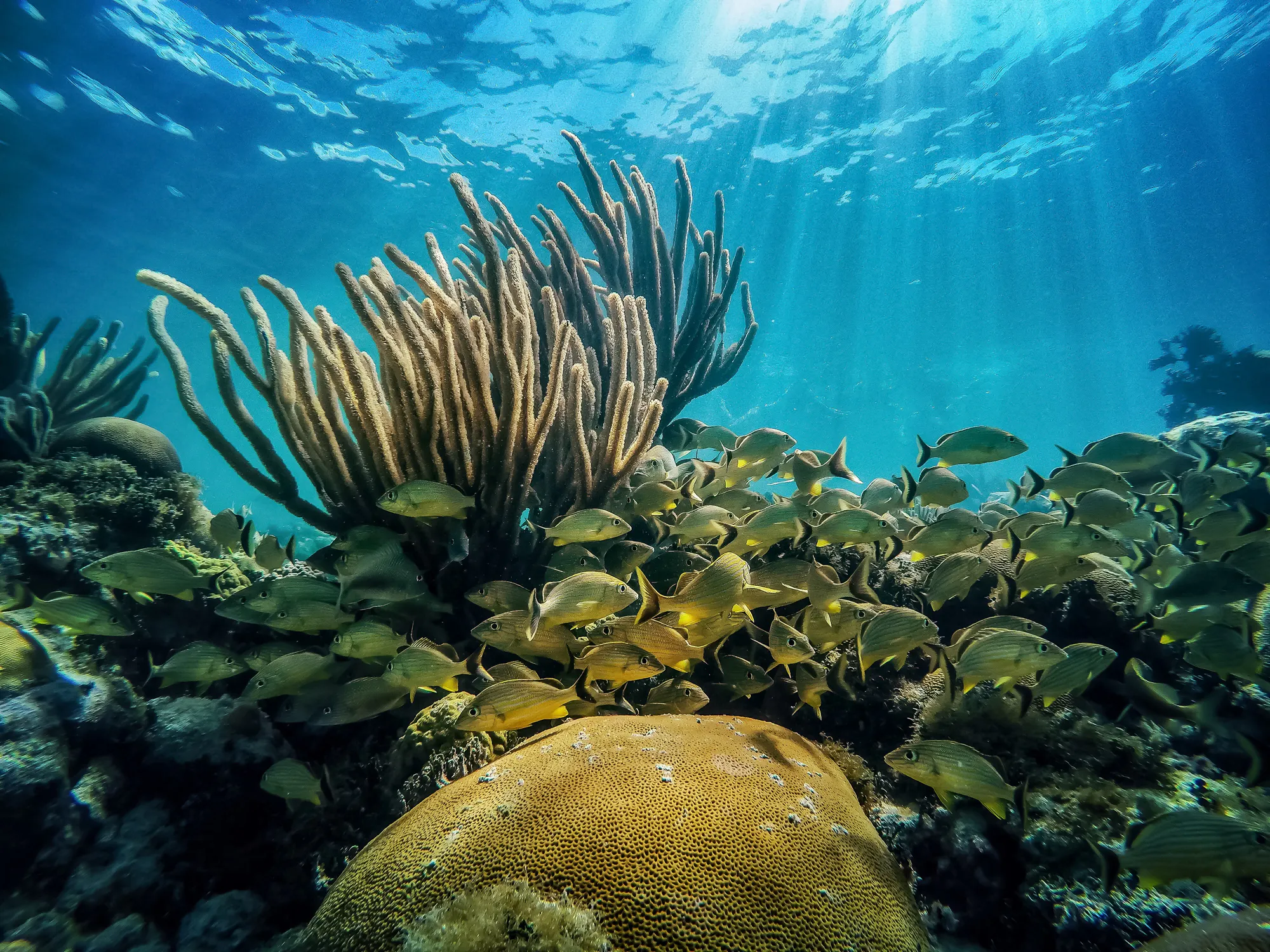 Coral and fish