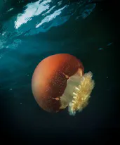 Cannonball Jellyfish