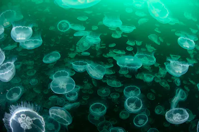 Group Moon Jellyfish