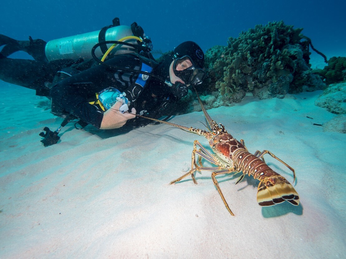 Florida Spiny Lobster Season How do you Dive for Lobster?