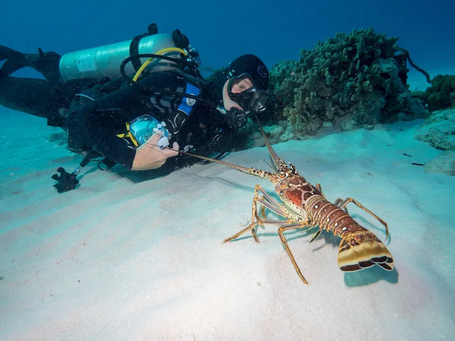 diver admiring lobster
