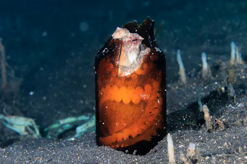 octopus in a broken glass bottle