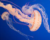 Atlantic Sea Nettle