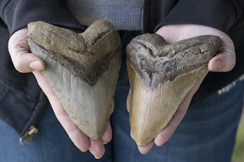 Two Large Prehistoric Megalodon Shark Teeth