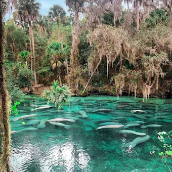 Spring filled with manatees
