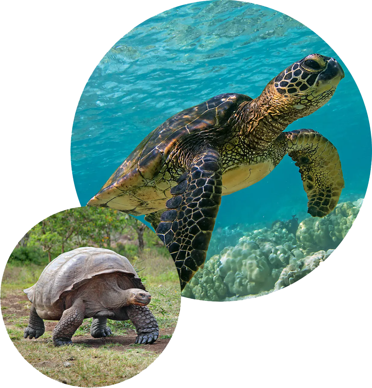 Turtle and tortoise in two separate images.