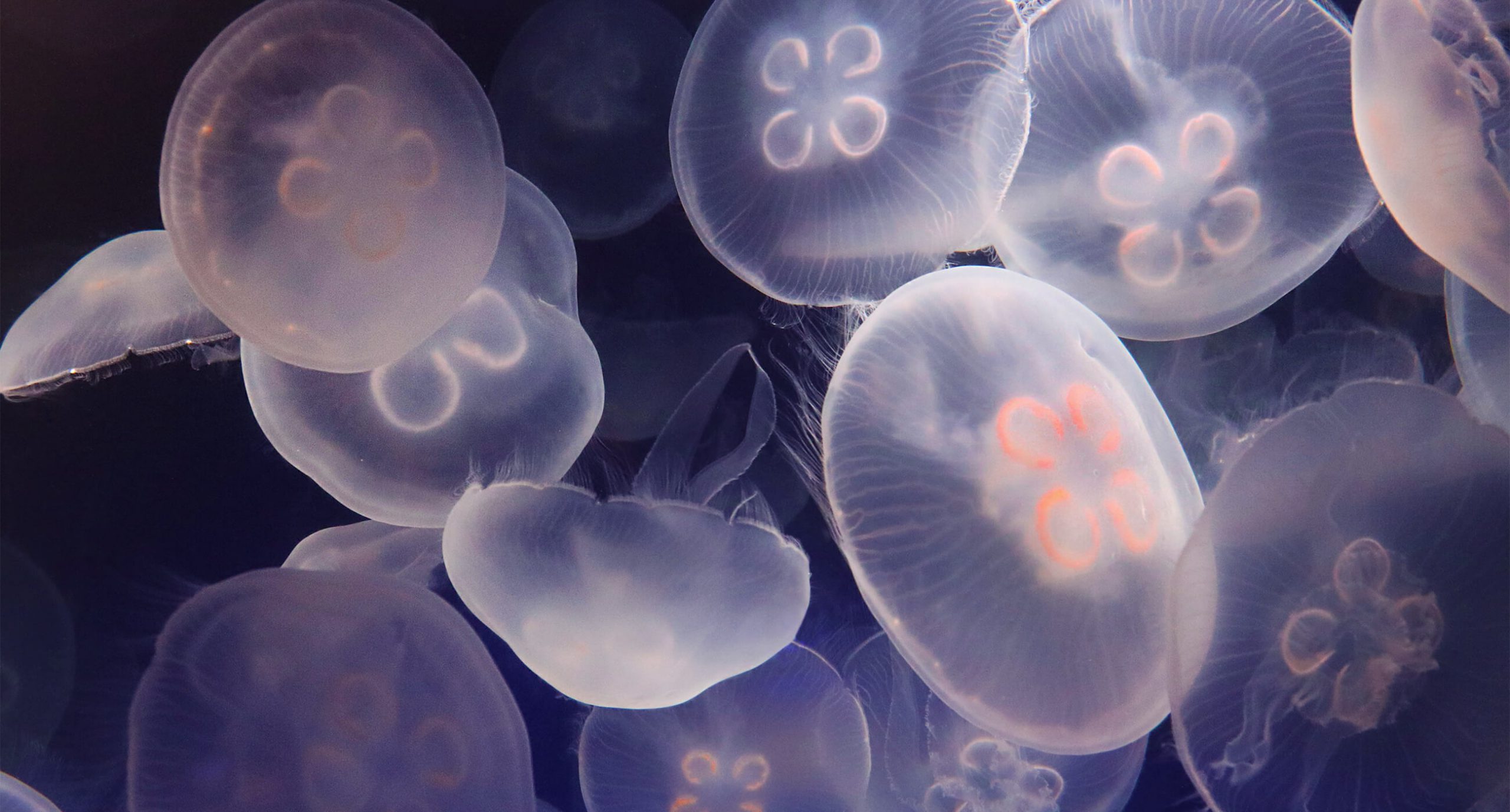 Moon Jellies What You Need to Know